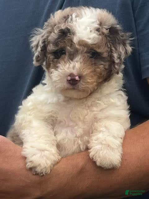 Aussiedoodle dogs Macaron Mini Aussiedoodle  - Ad 1