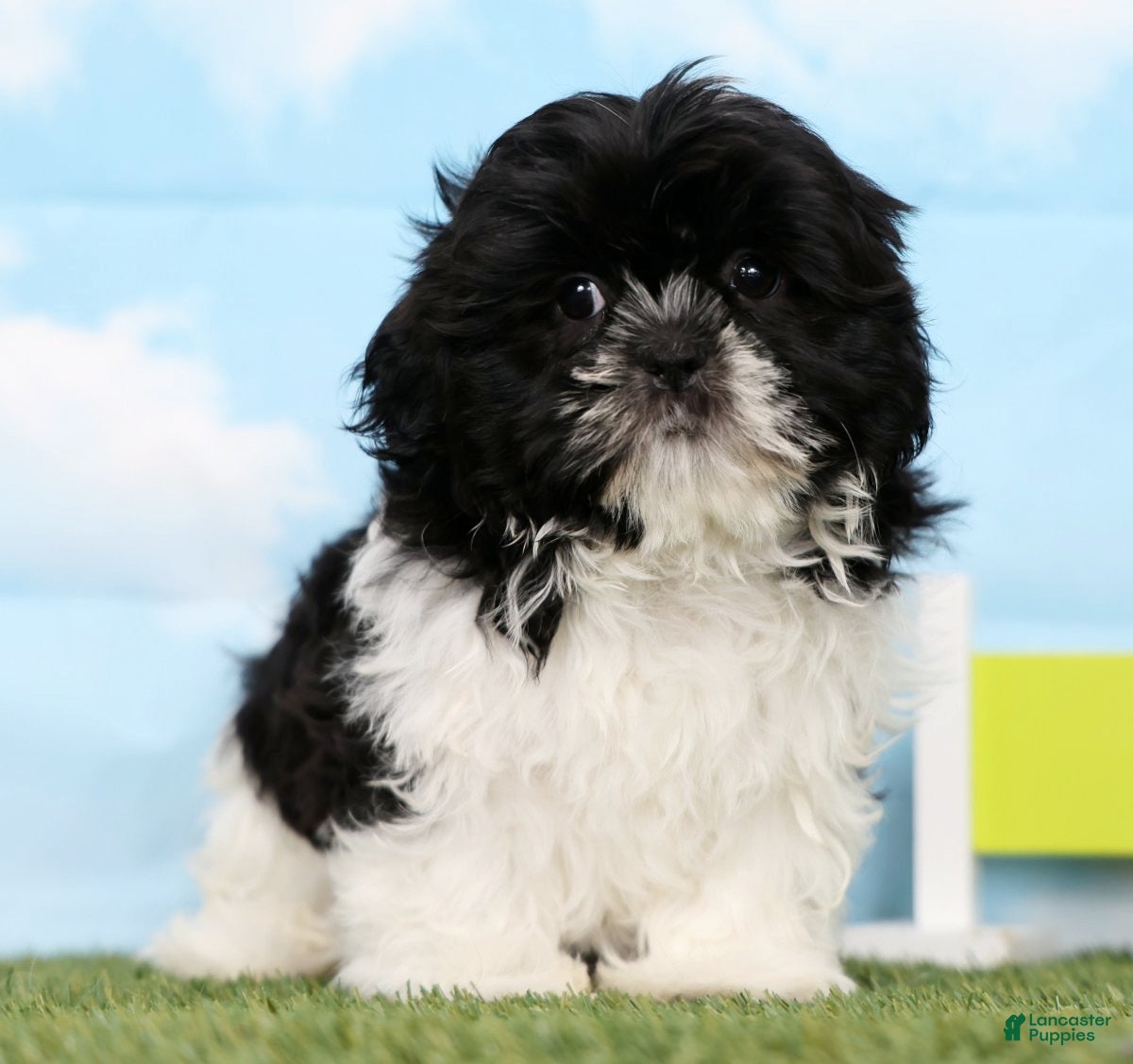 Shih Tzu dogs Stella - Ad 2