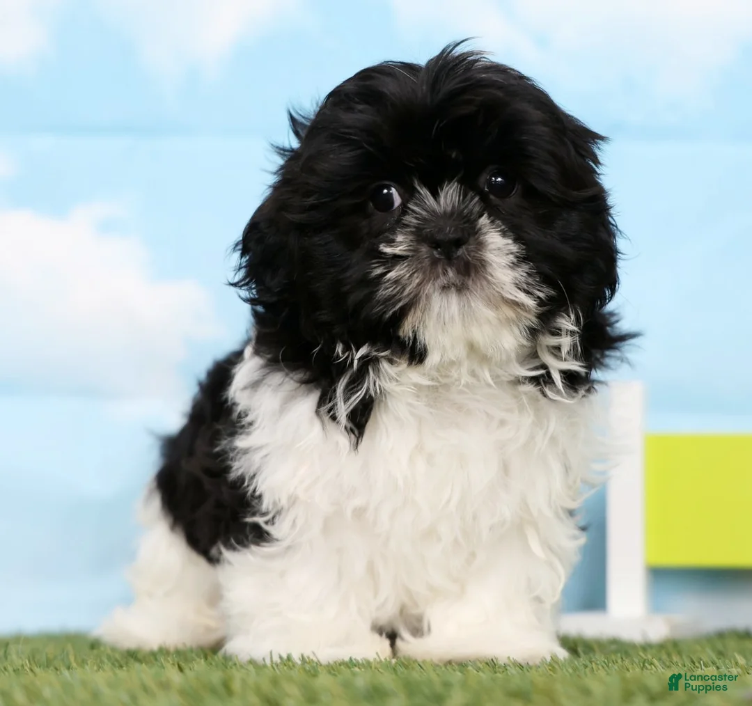 Shih Tzu dogs for sale: Stella - Ad 2