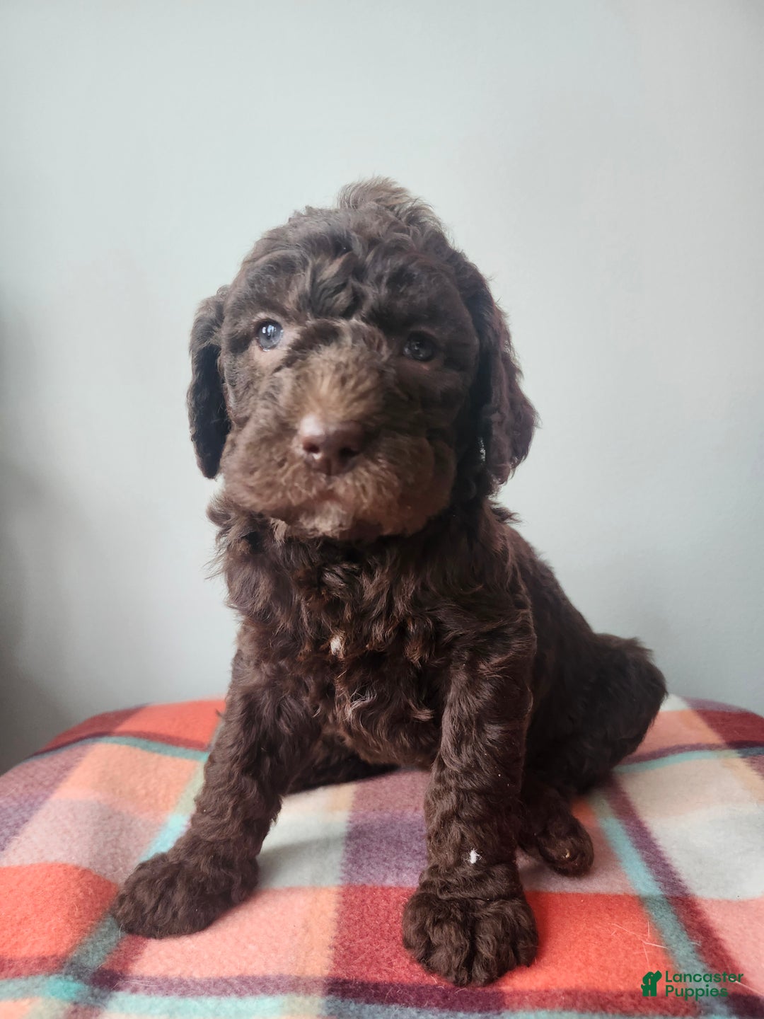 Labradoodle dogs for sale: Ginger - Ad 1