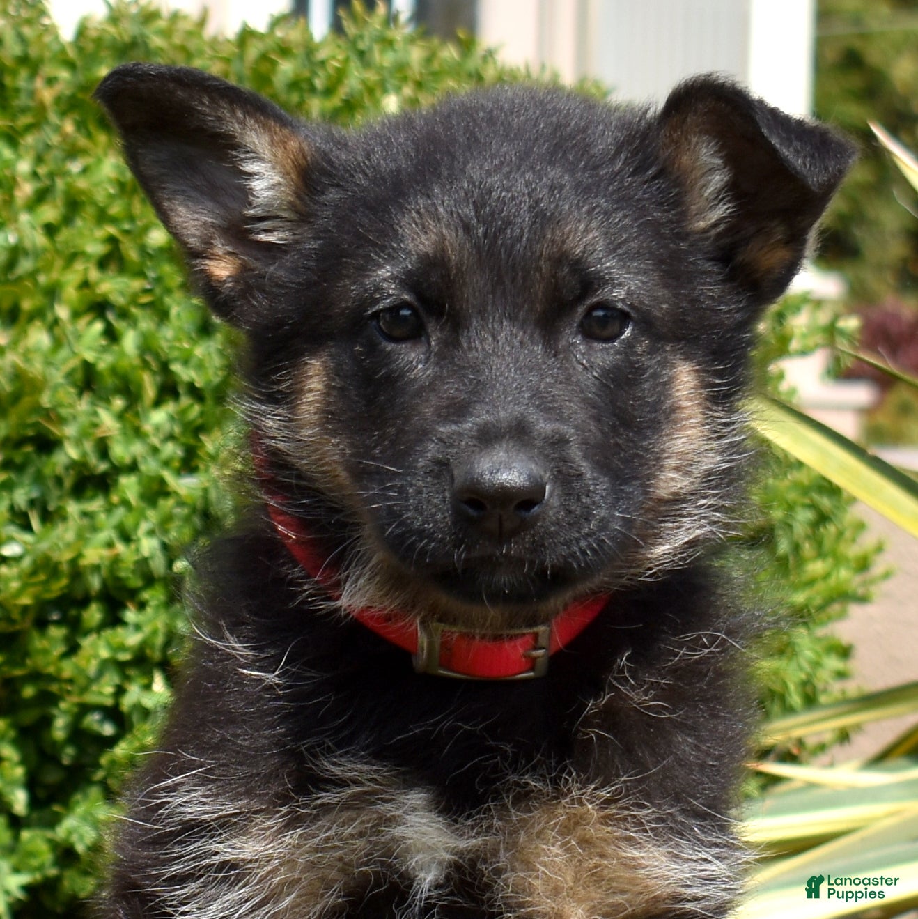 German Shepherd dogs Diamond - Ad 1