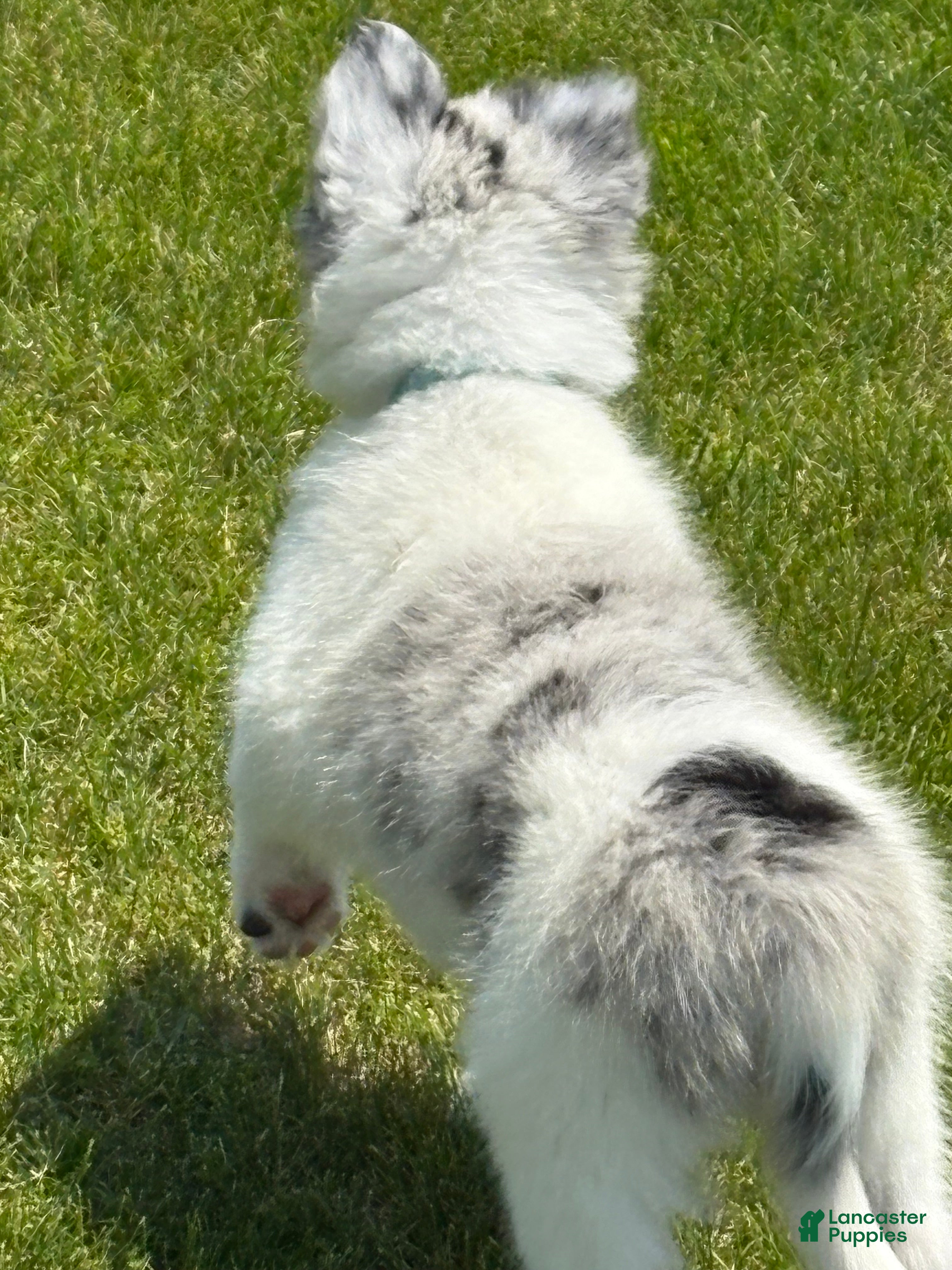 Border Collie dogs Leo - Ad 2