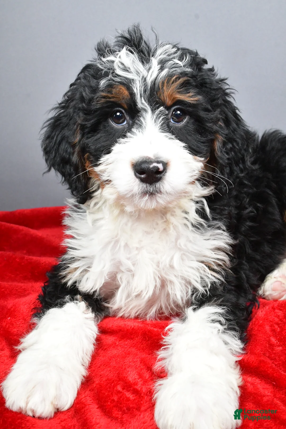 Mini Bernedoodle dogs for sale: Echo - Ad 10