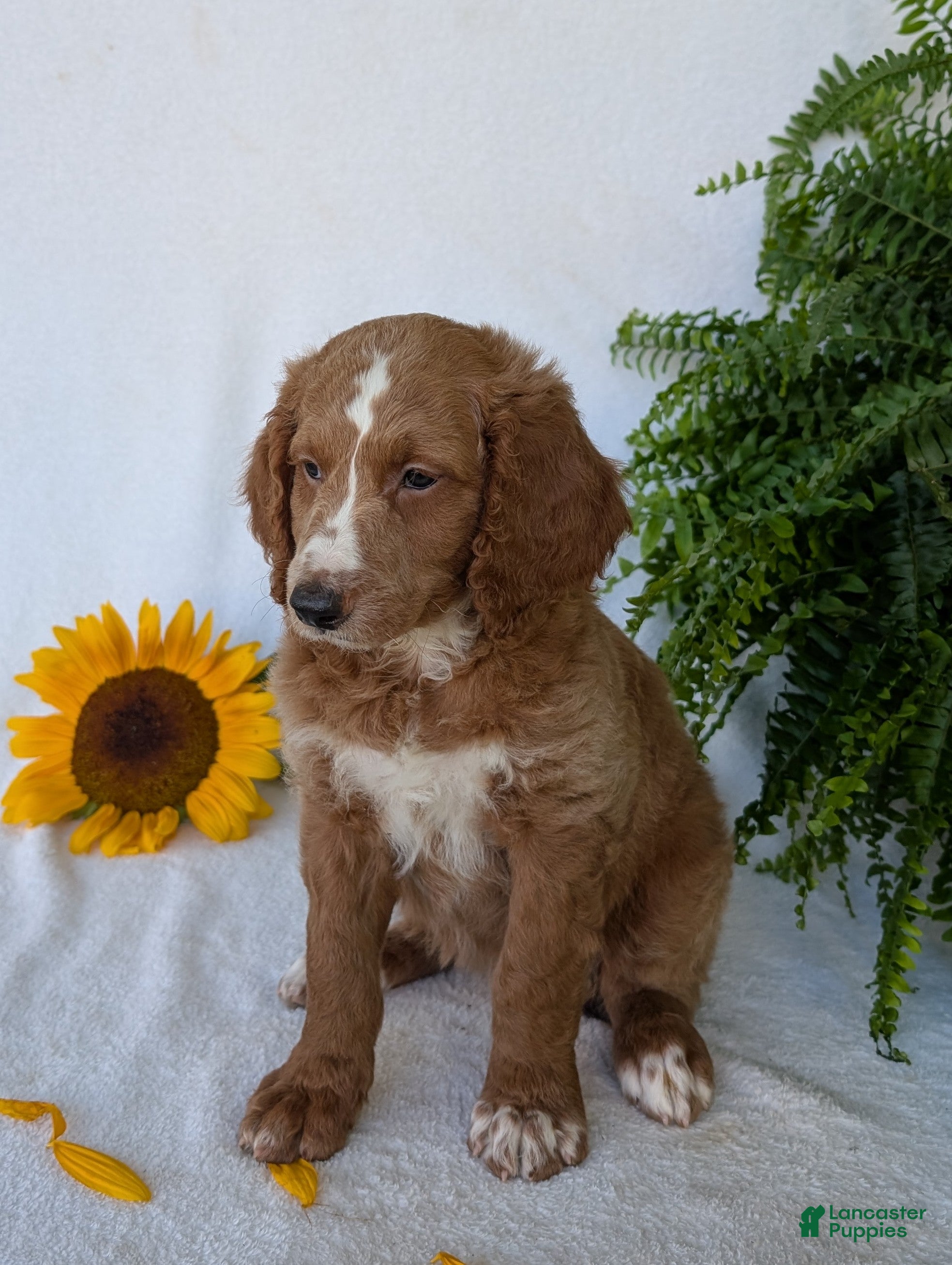 Goldendoodle dogs Lola - Ad 1