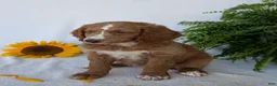 Goldendoodle dogs for sale: Lola - Ad 1