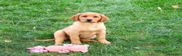 Labrador Retriever dogs for sale: Cristina - Ad 2