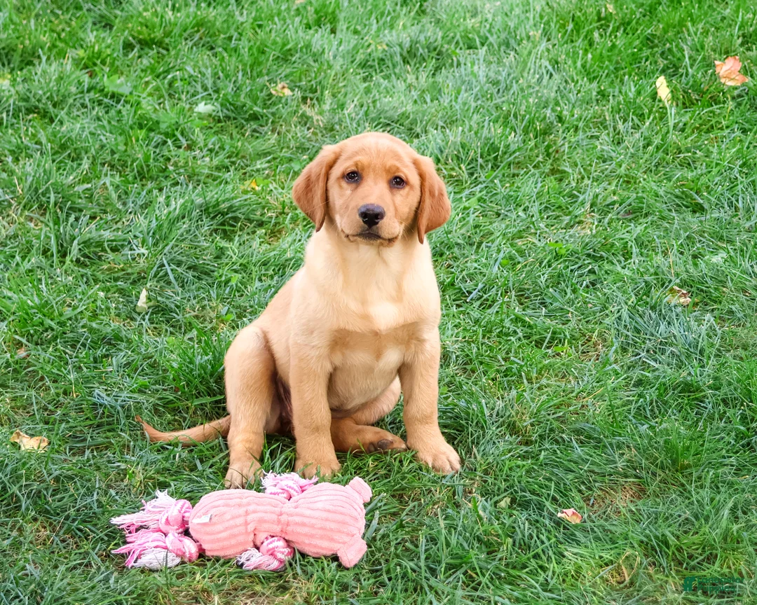 Labrador Retriever dogs for sale: Cristina - Ad 2