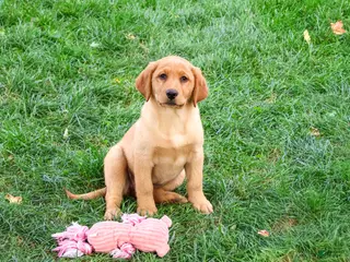 Labrador Retriever dogs Cristina - Ad 2