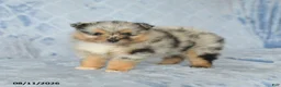 Pomeranian dogs for sale: Duncan - Ad 4