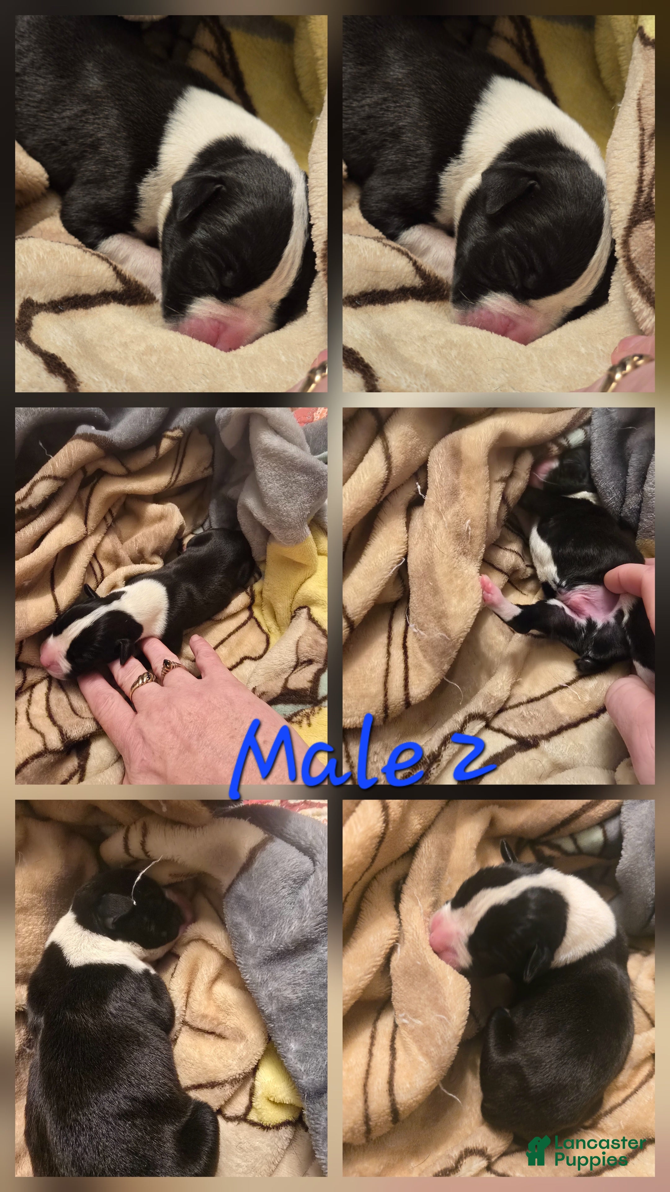 Boxer dogs for sale: Boxer 2 - Ad 38