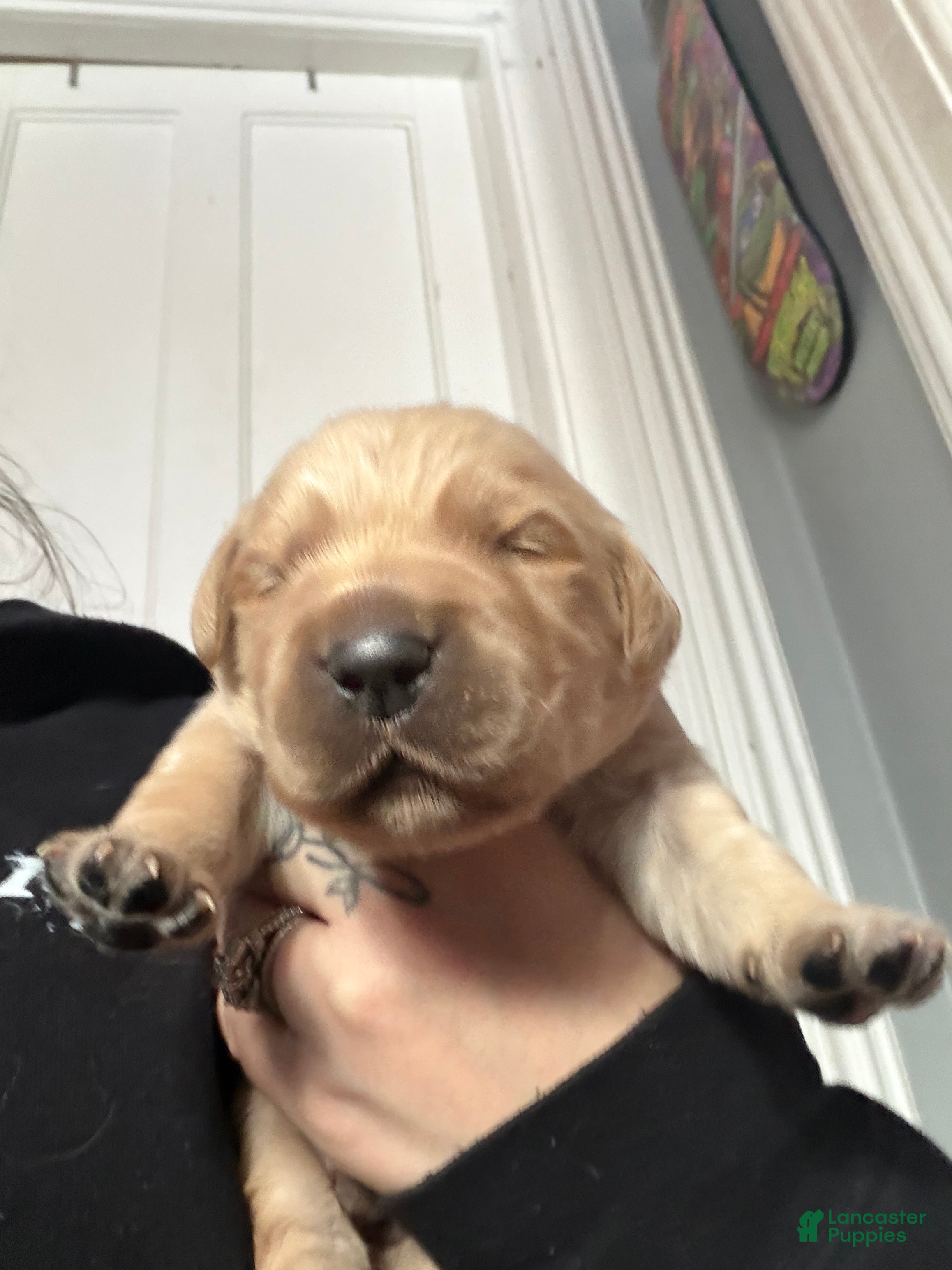 Golden Retriever dogs Golden Retriever Puppy 5 Blue - Ad 6