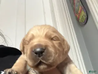 Golden Retriever dogs Golden Retriever Puppy 5 Blue - Ad 6