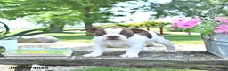 Boston Terrier dogs for sale: Kelly - Ad 2