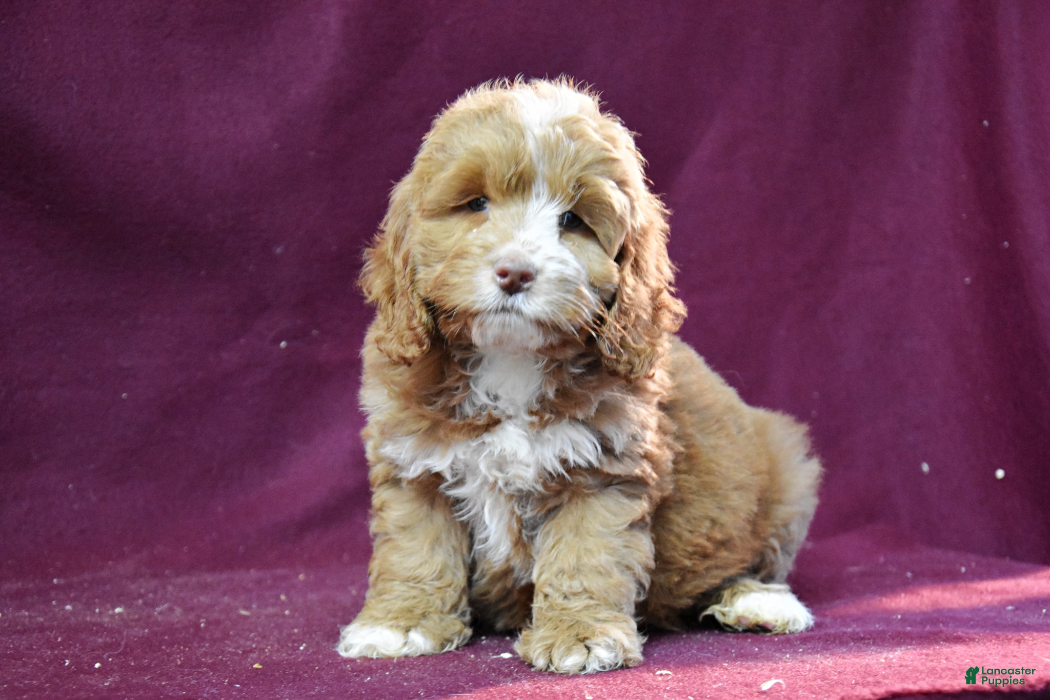 Cockapoo dogs Jerry - Ad 1