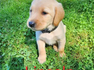 Labrador Retriever dogs Lincoln - Ad 40