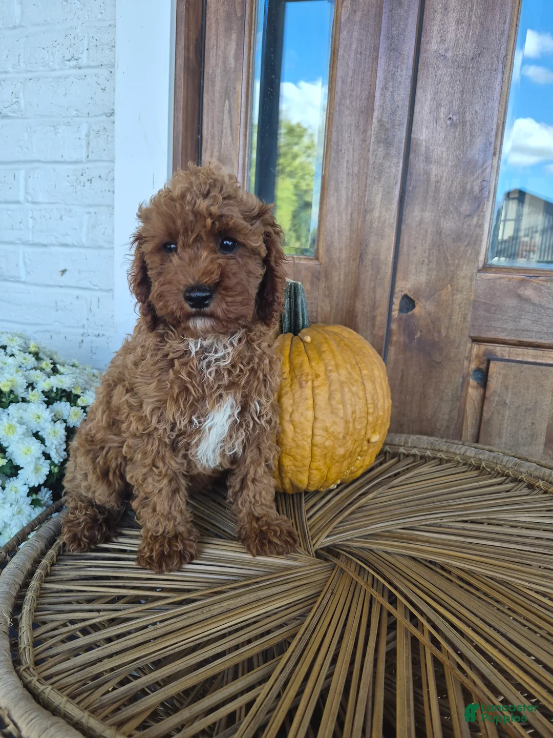 Cavapoo dogs for sale: Callie - Ad 2