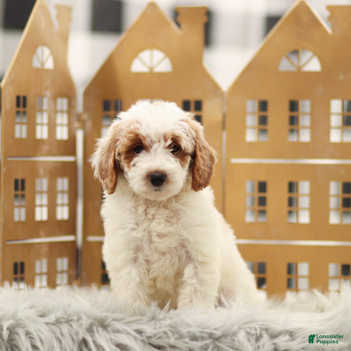 Goldendoodle dogs Lola - Ad 4