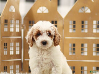 Goldendoodle dogs Lola - Ad 21