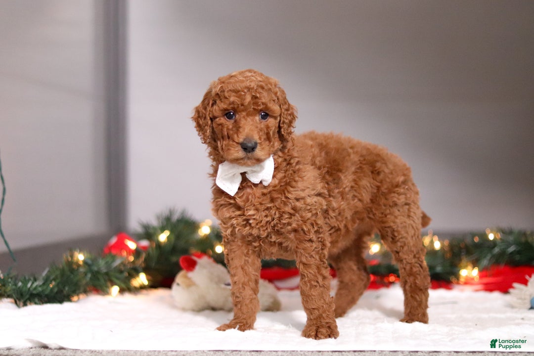Standard Poodle dogs for sale: Sophia - Ad 4