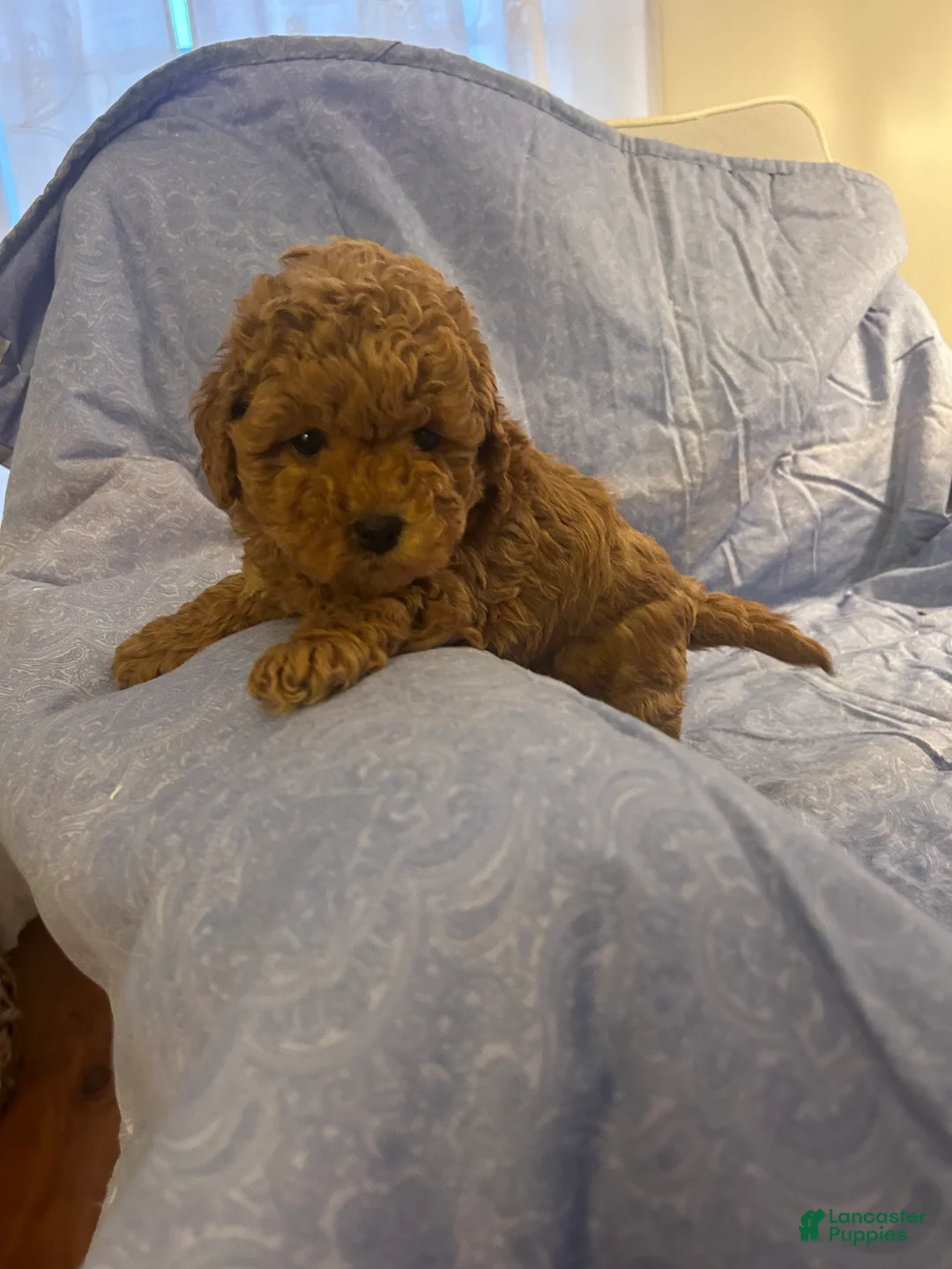 Maltipoo dogs for sale: Sammy - Ad 2