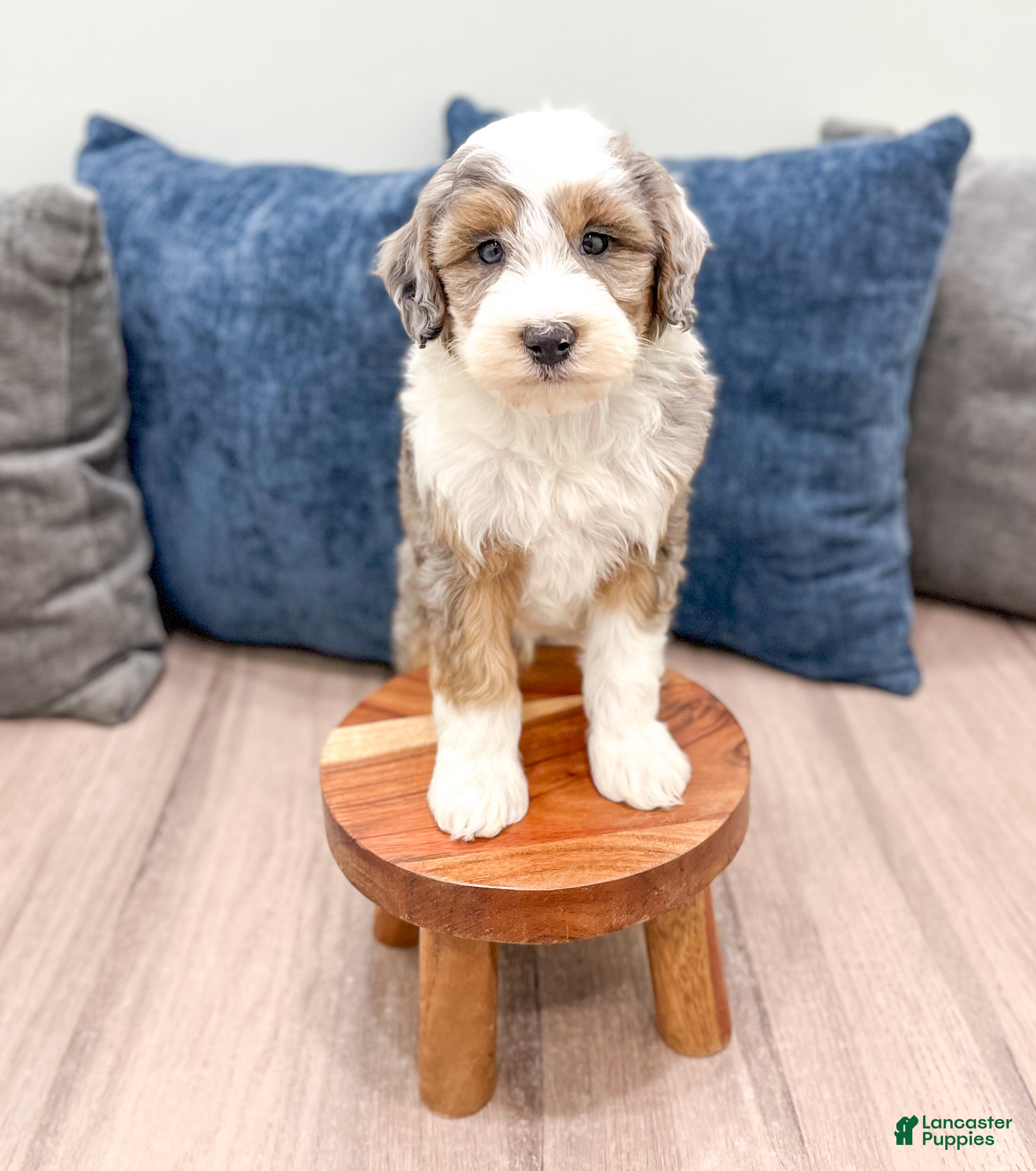 Mini Sheepadoodle dogs Elliot - Ad 2
