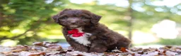 Mini Aussiedoodle dogs for sale: Cody - Ad 6