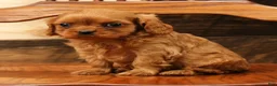 Cavapoo dogs for sale: Buzz - Ad 6