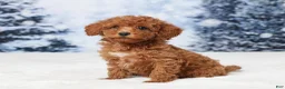 Toy Poodle dogs for sale: Micky - Ad 4