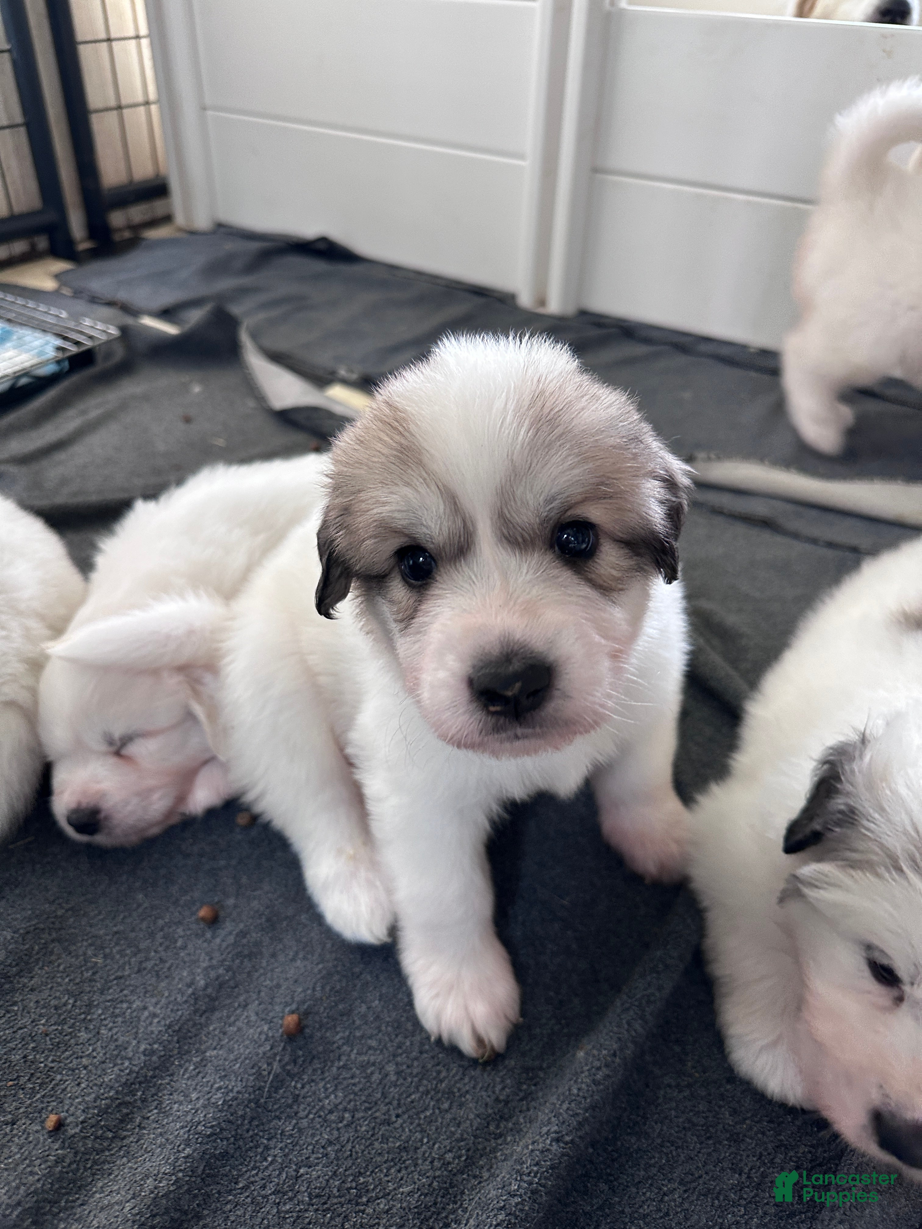 Great Pyrenees dogs Zinnia - Ad 1