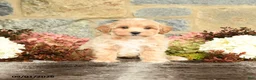 Maltipoo dogs for sale: Lucas - Ad 3