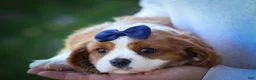 Cavalier King Charles Spaniel dogs for sale: Patches💙 - Ad 2