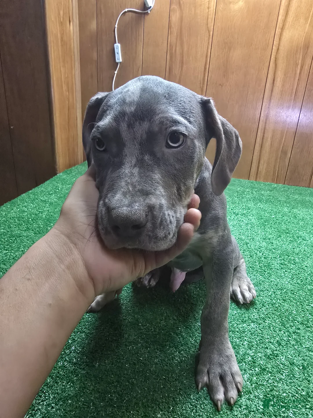 American Bully dogs for sale: Ghost - Ad 1