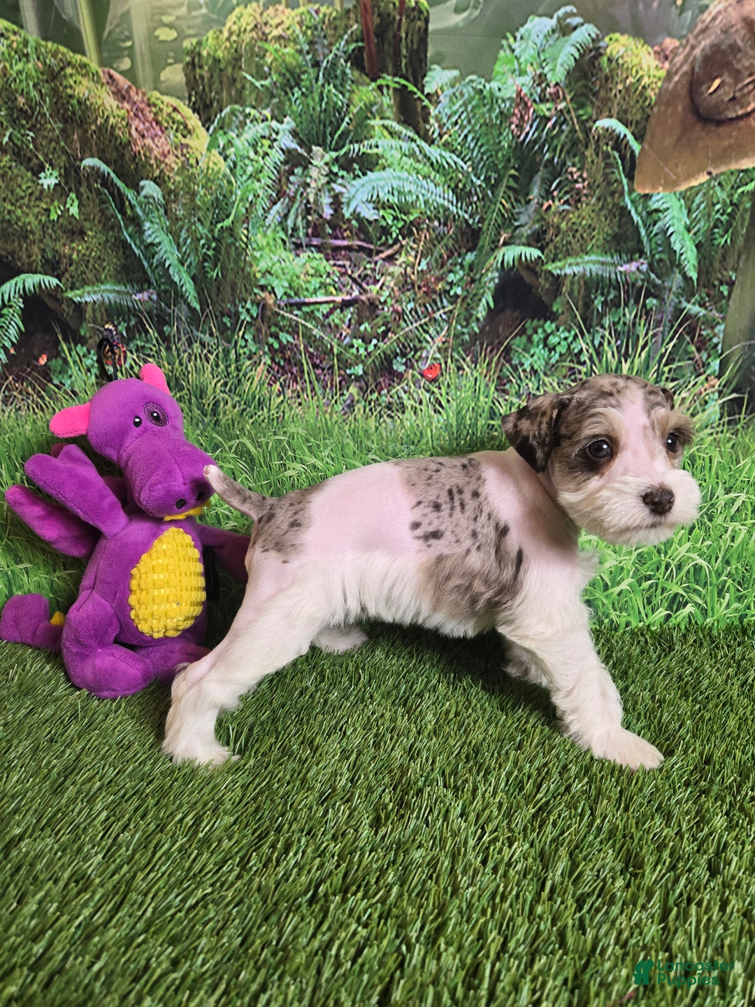 Miniature Schnauzer dogs for sale: ELSA,   Miniature Schnauzer Puppy  - Ad 4