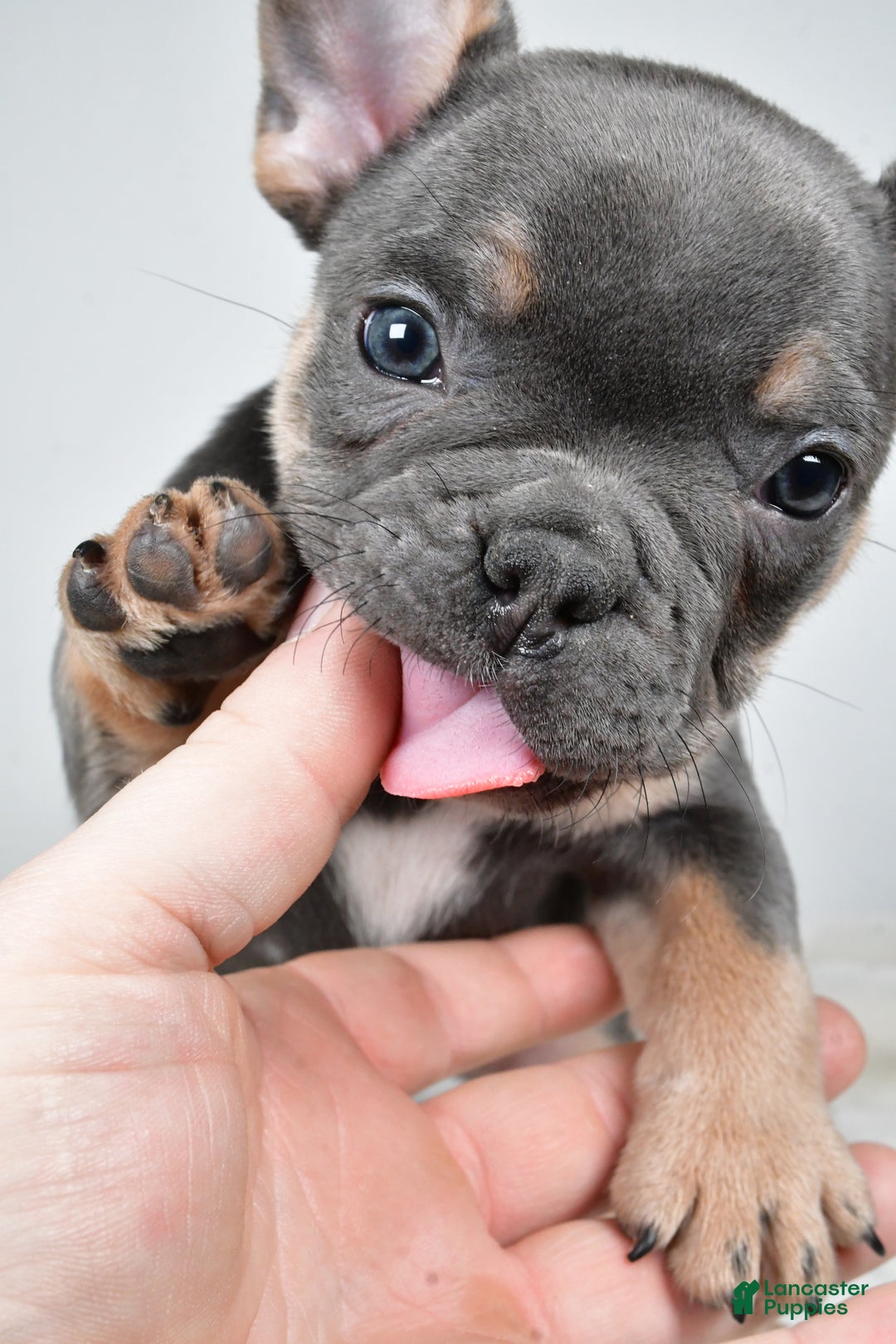 French Bulldog dogs for sale: Flash - Ad 9
