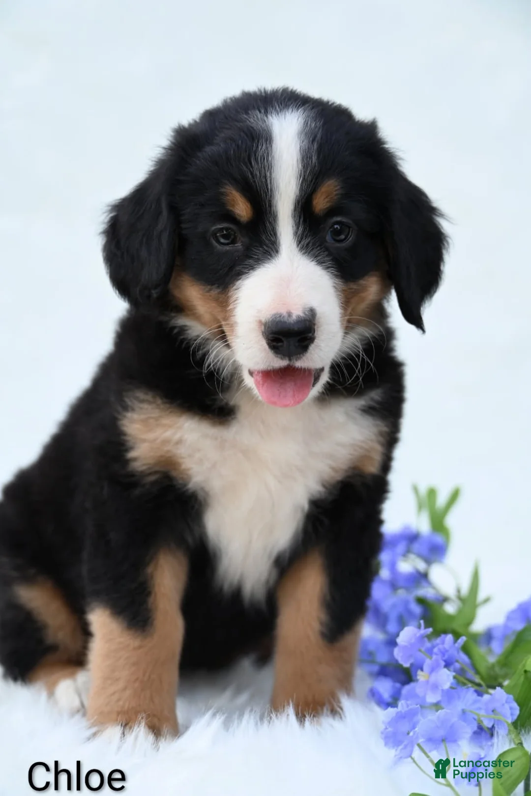 Bernese Mountain Dog dogs for sale: Chloe  - Ad 5