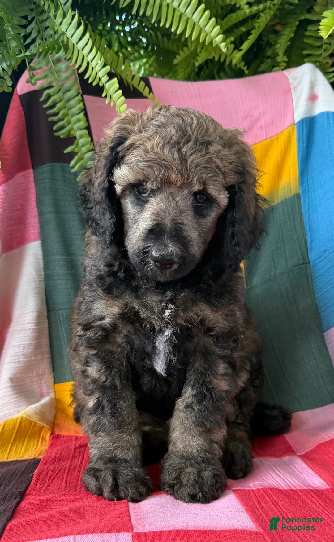 Standard Poodle dogs for sale: Chanel - Ad 1