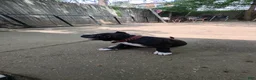American Bully dogs for sale: American Bully  - Ad 7