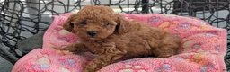Toy Poodle dogs for sale: Vera  - Ad 2