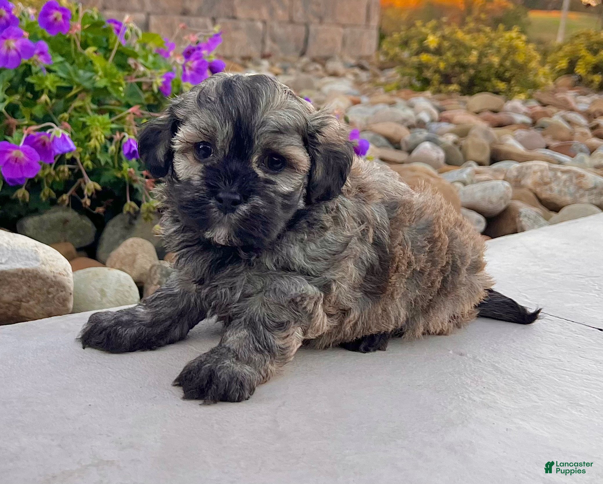 Havanese dogs Chip - Ad 42