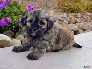 Havanese dogs Chip - Ad 15