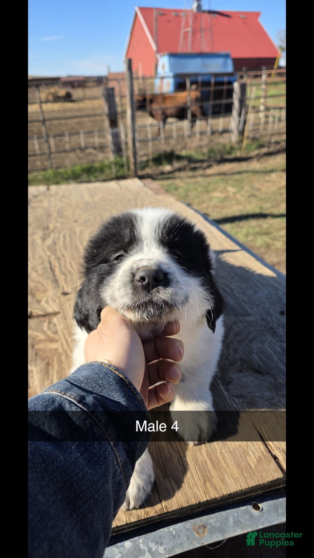 Mixed Breed dogs for sale: Mixed Breed Puppy 2 - Ad 1