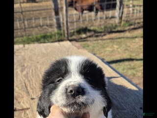 Mixed Breed dogs Mixed Breed Puppy 2 - Ad 9