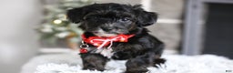 Yorkiepoo dogs for sale: Tinkerbelle - Ad 4