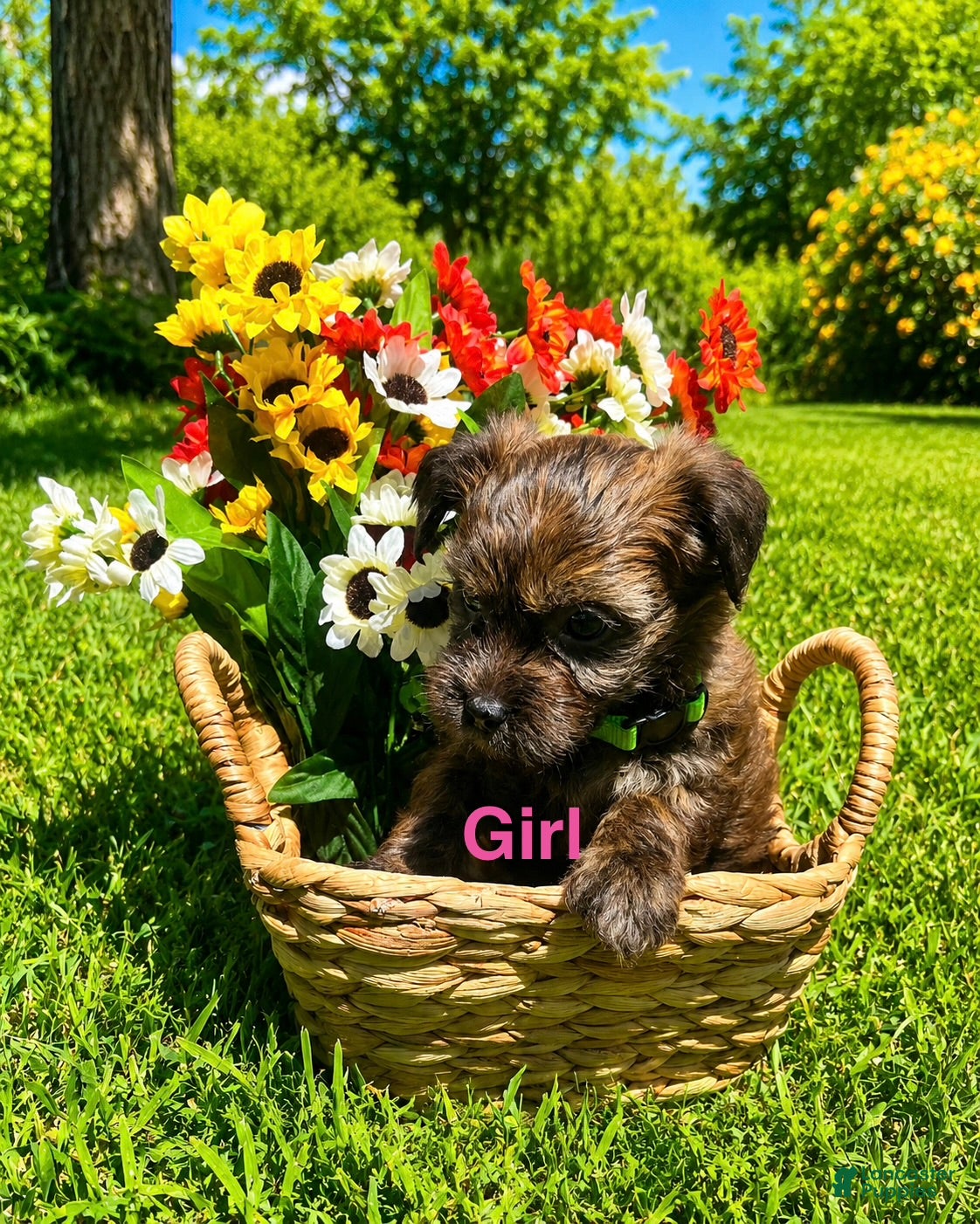 Mixed Breed dogs Willow  - Ad 7