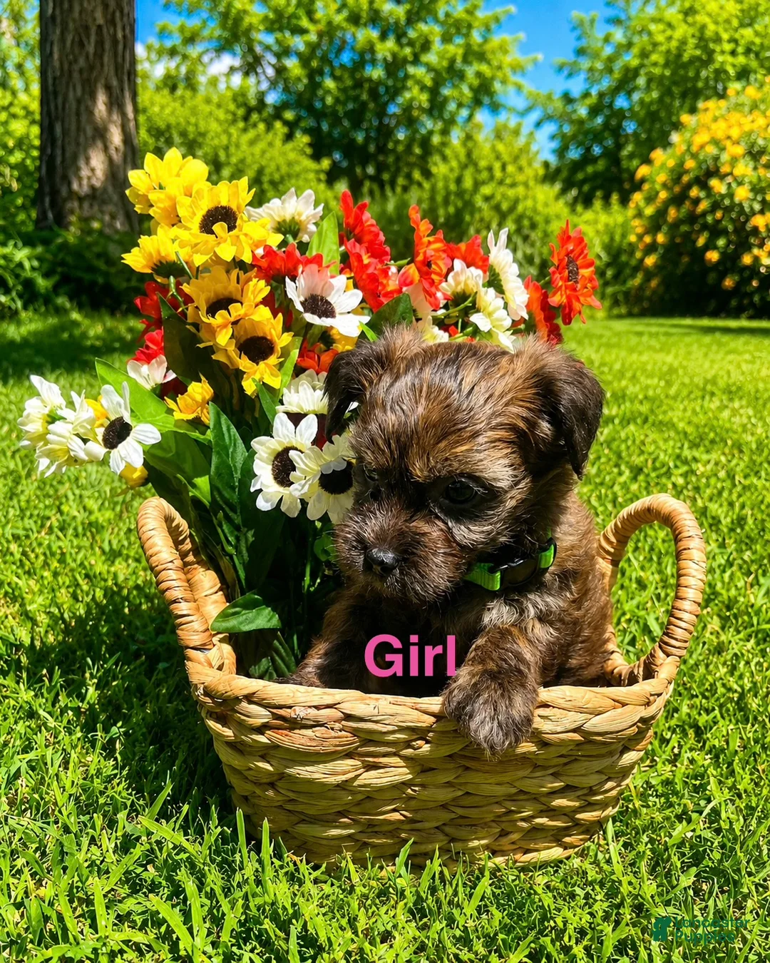 Mixed Breed dogs for sale: Willow  - Ad 1