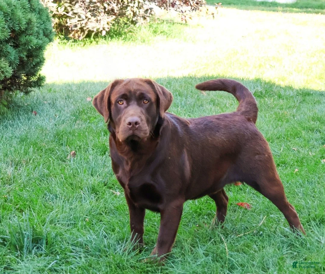 Labrador Retriever dogs for sale: Stanley  - Ad 7