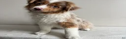 Toy Australian Shepherd dogs for sale: Khloe - Ad 1