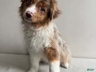 Toy Australian Shepherd dogs Khloe - Ad 5