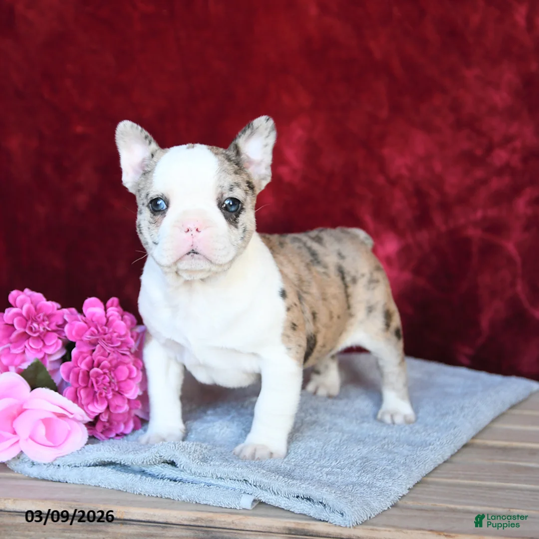 Frenchton dogs for sale: Hope - Ad 2