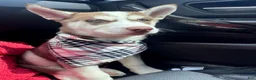 Siberian Husky dogs for sale: Siberian Husky  - Ad 2